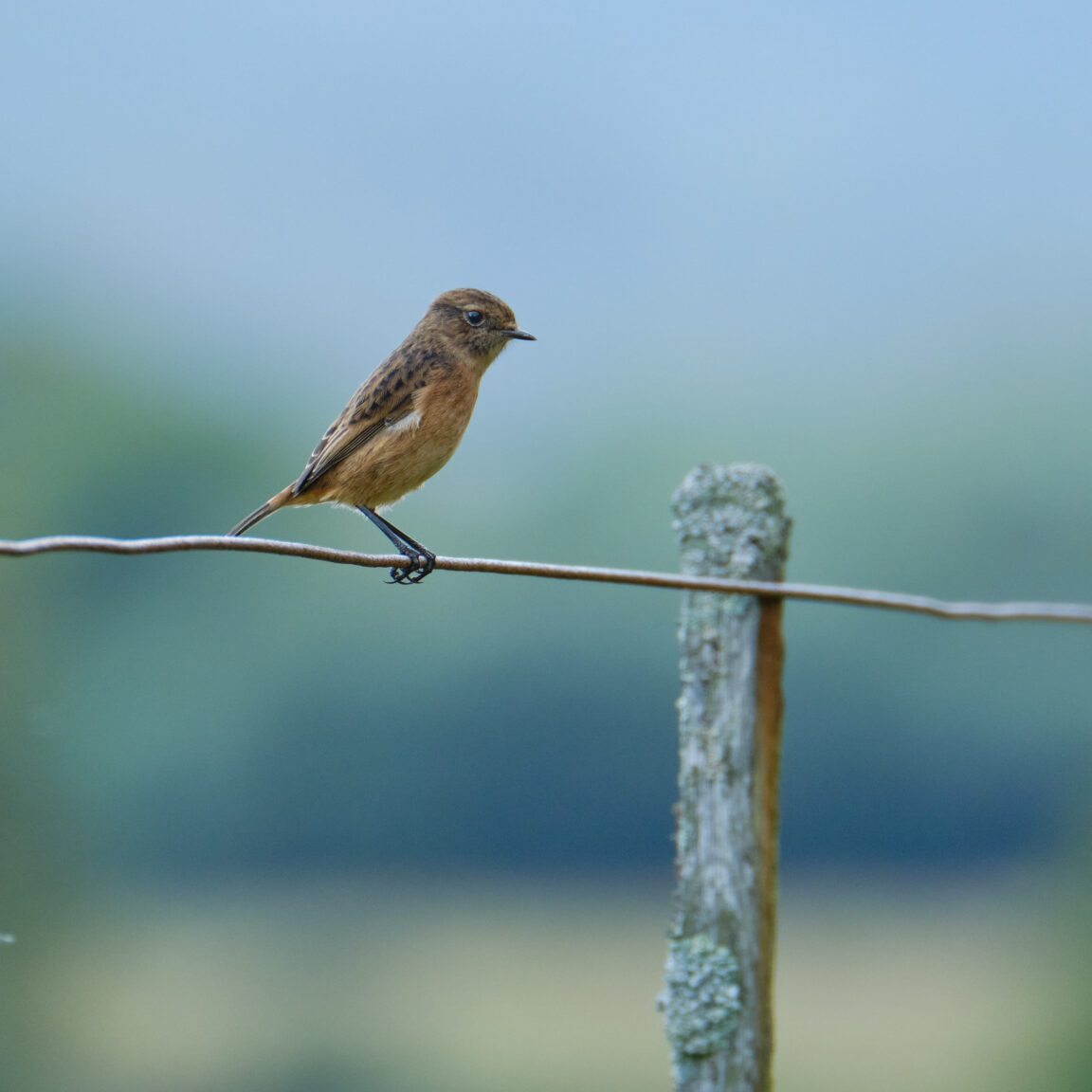 Stonechat bird on a wire, kinlochewe, scotland, NC500