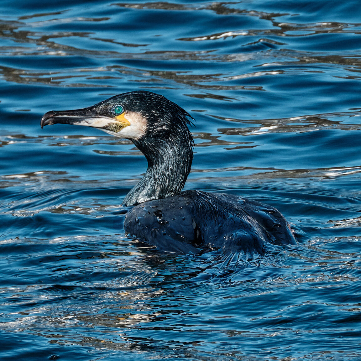 Shag at Gairloch harbour