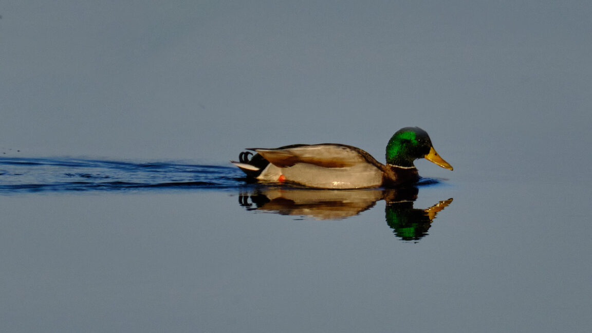 Mallard Reflection, calm, peaceful, tranquil