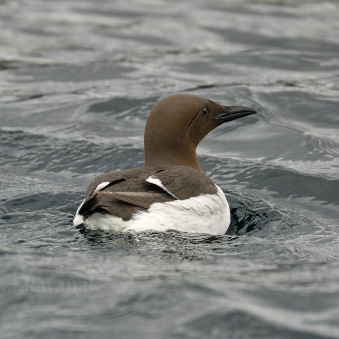 Guillemot
