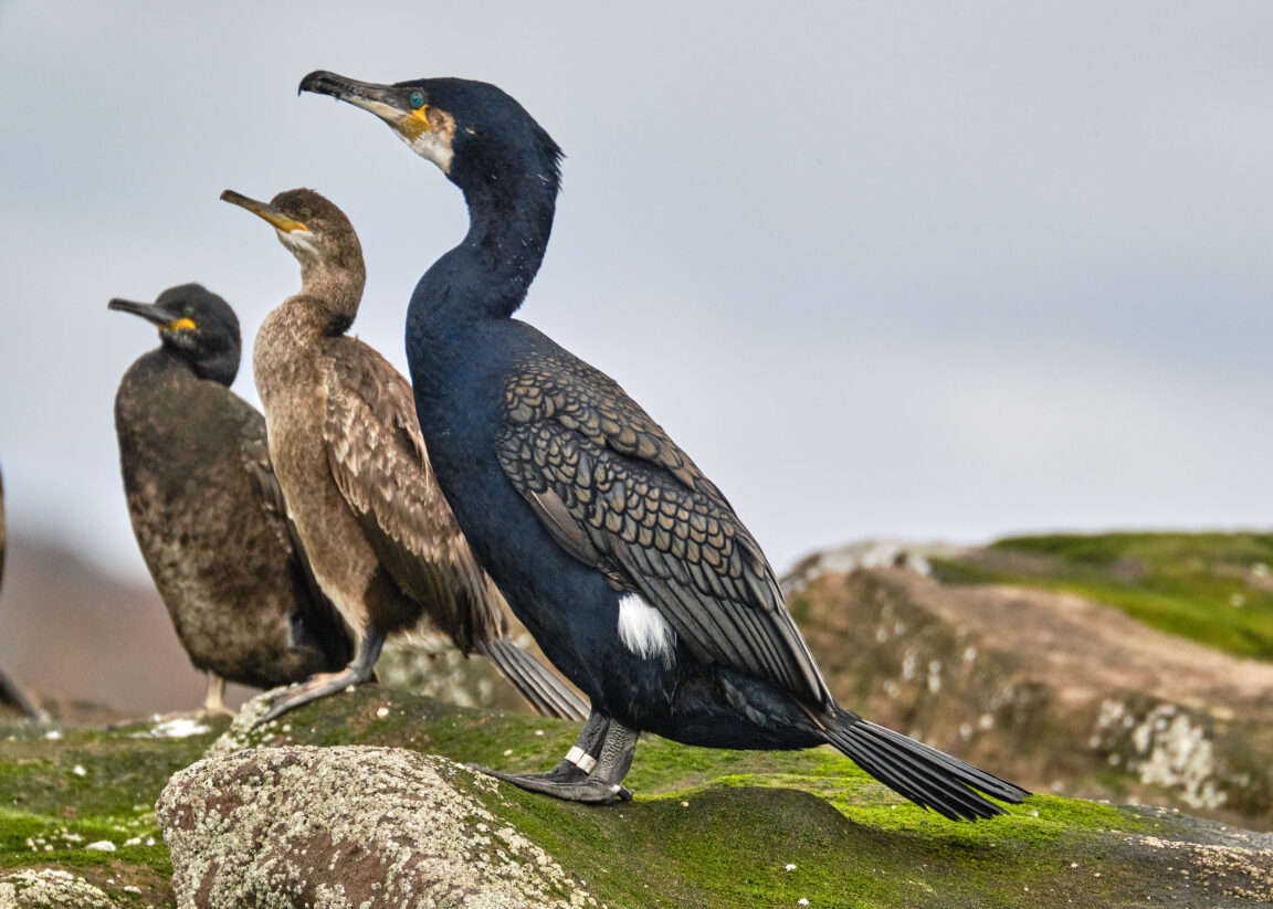welcoming committee - cormorants