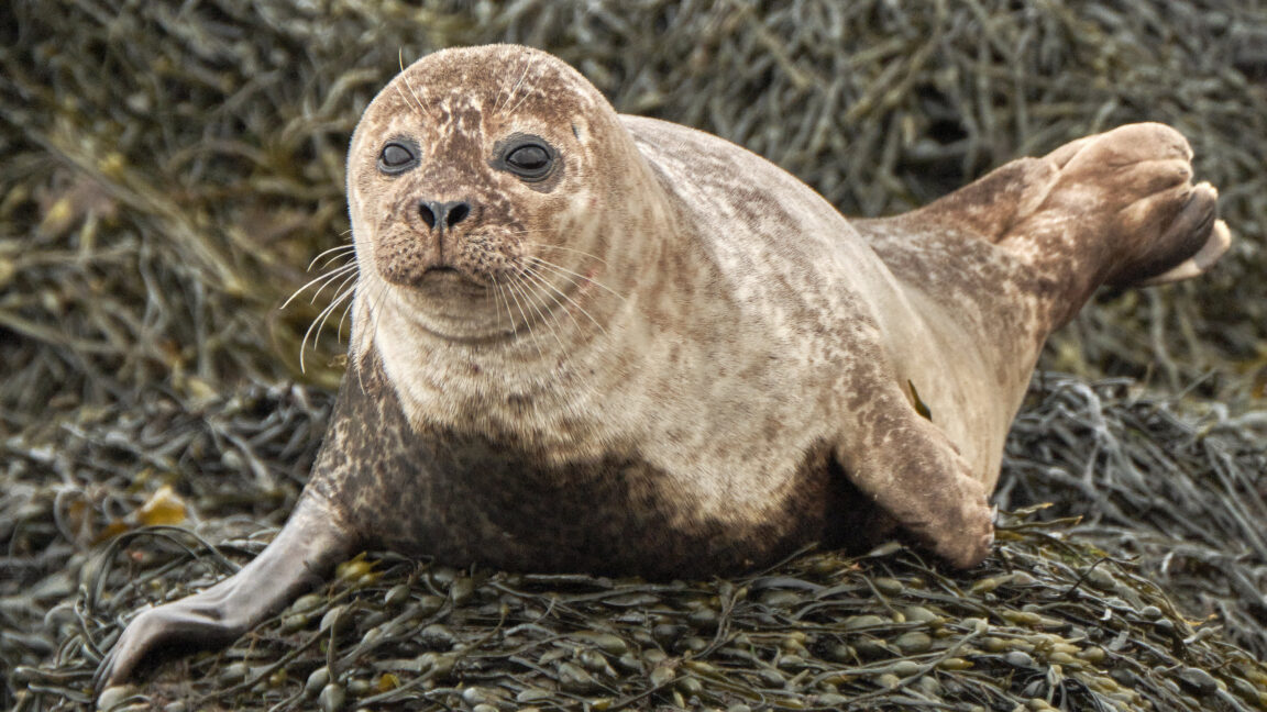 Baby Common Seal