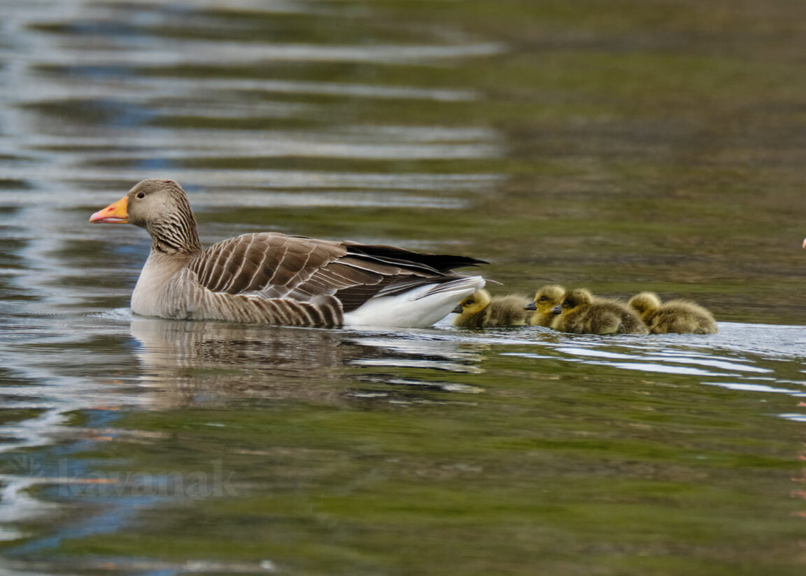 Greylag Goose with goslings