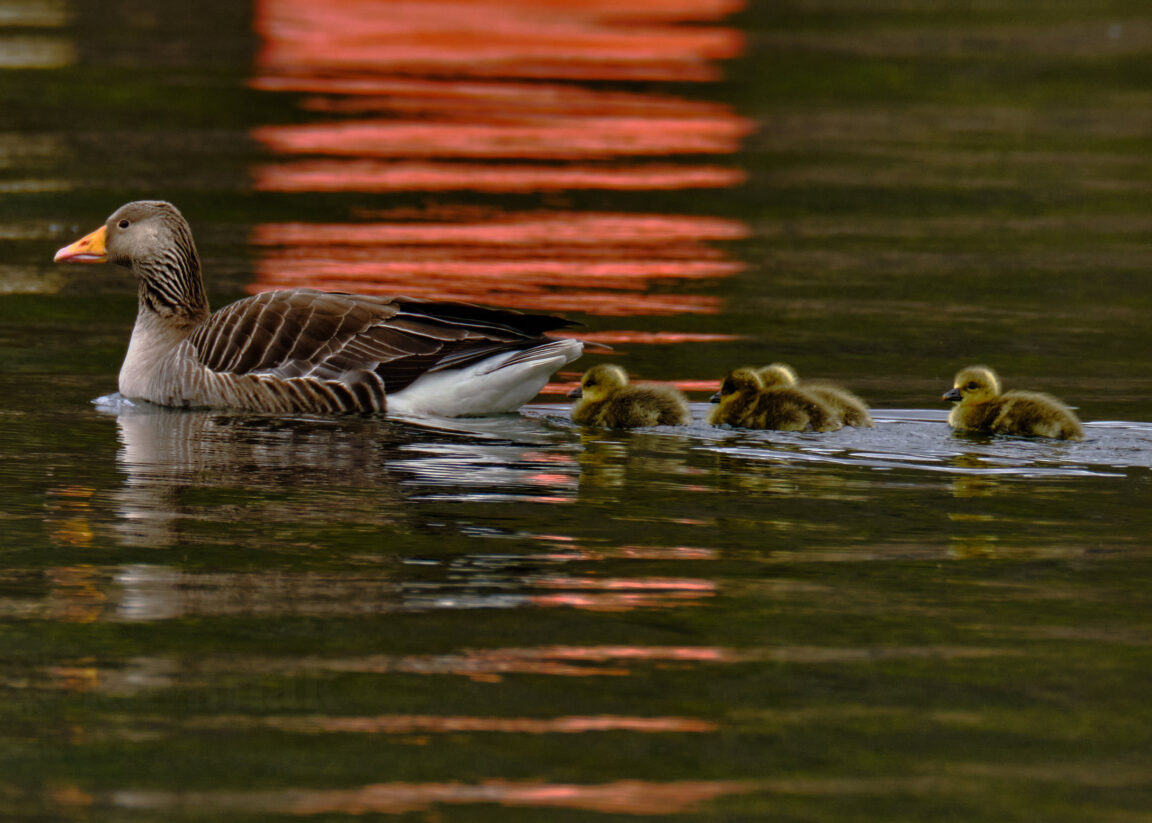 Greylag Goose, Goslings and red reflections of buoy