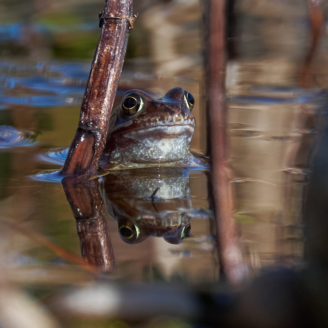 Frog Portrait - between two vertical stems