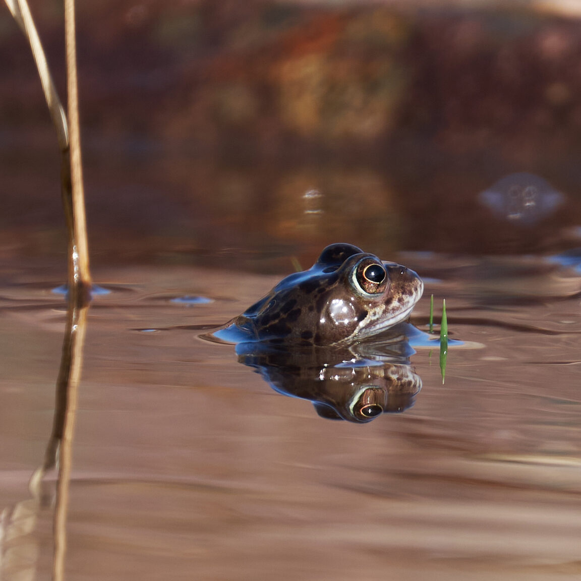 Frog Portrait with blades of green grass