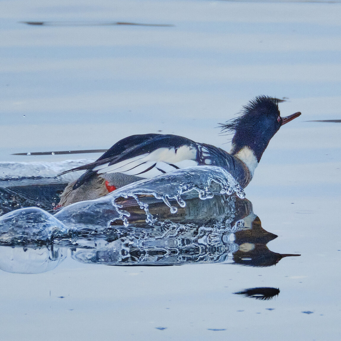 Red Breasted Merganser
