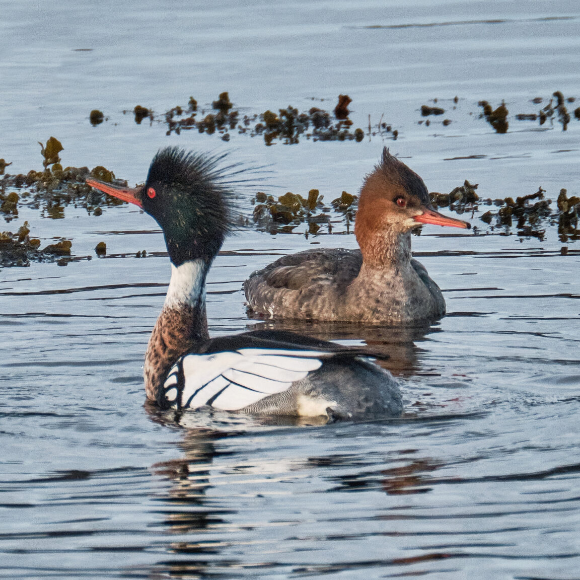 Pair of Mergansers