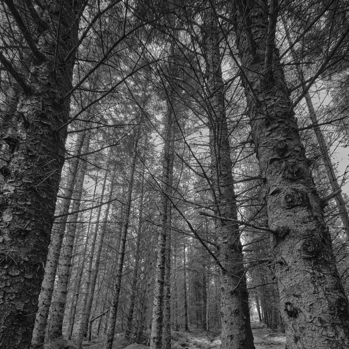 A walk amongst the Pines