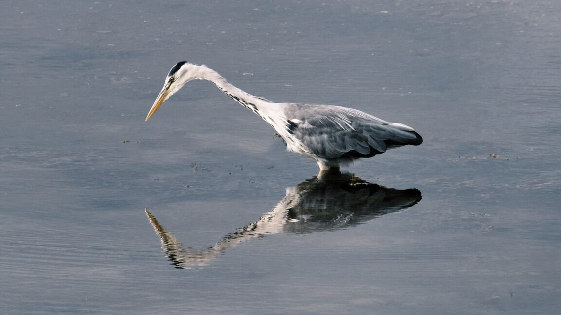 Heron.. Reflection