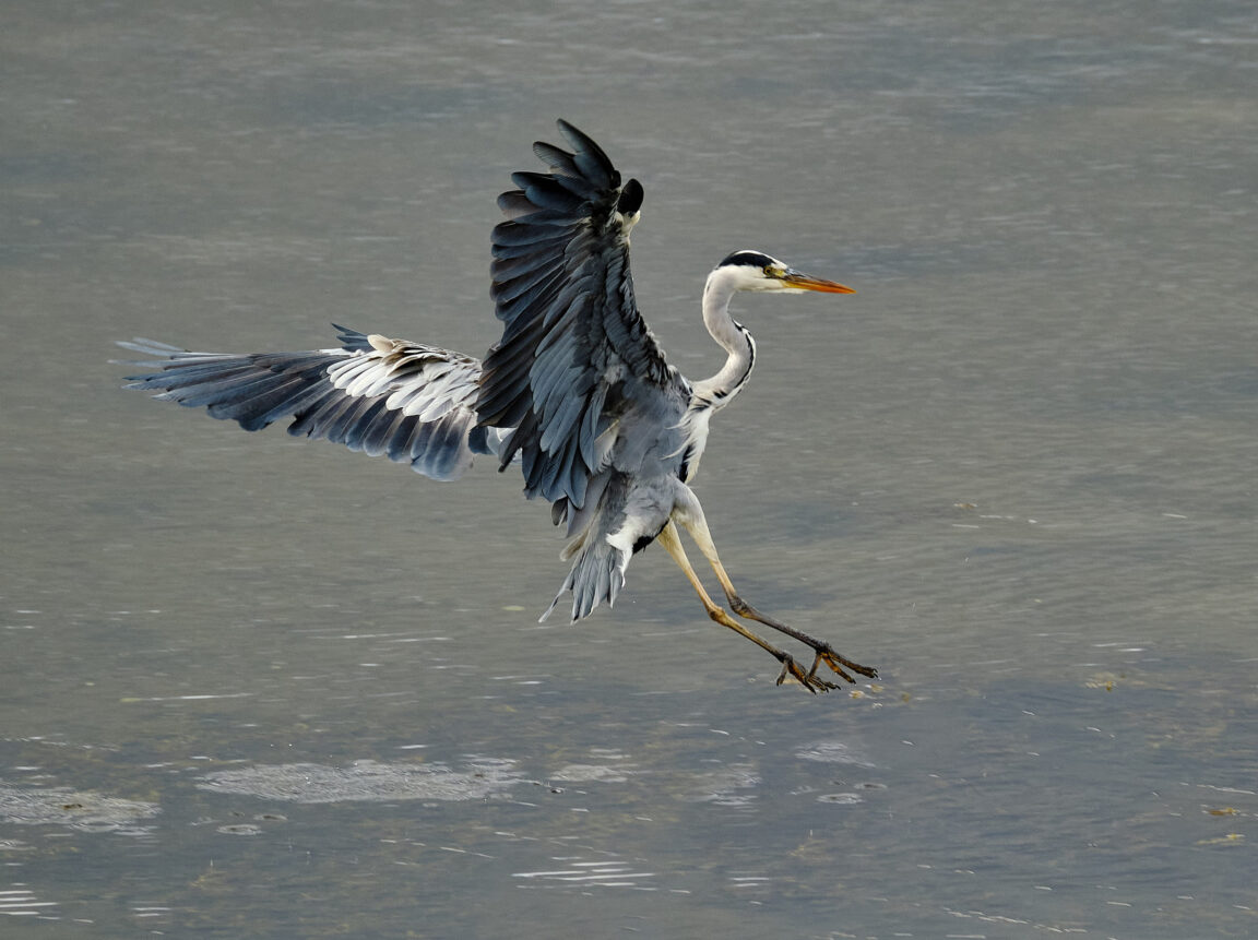 Coming in to land