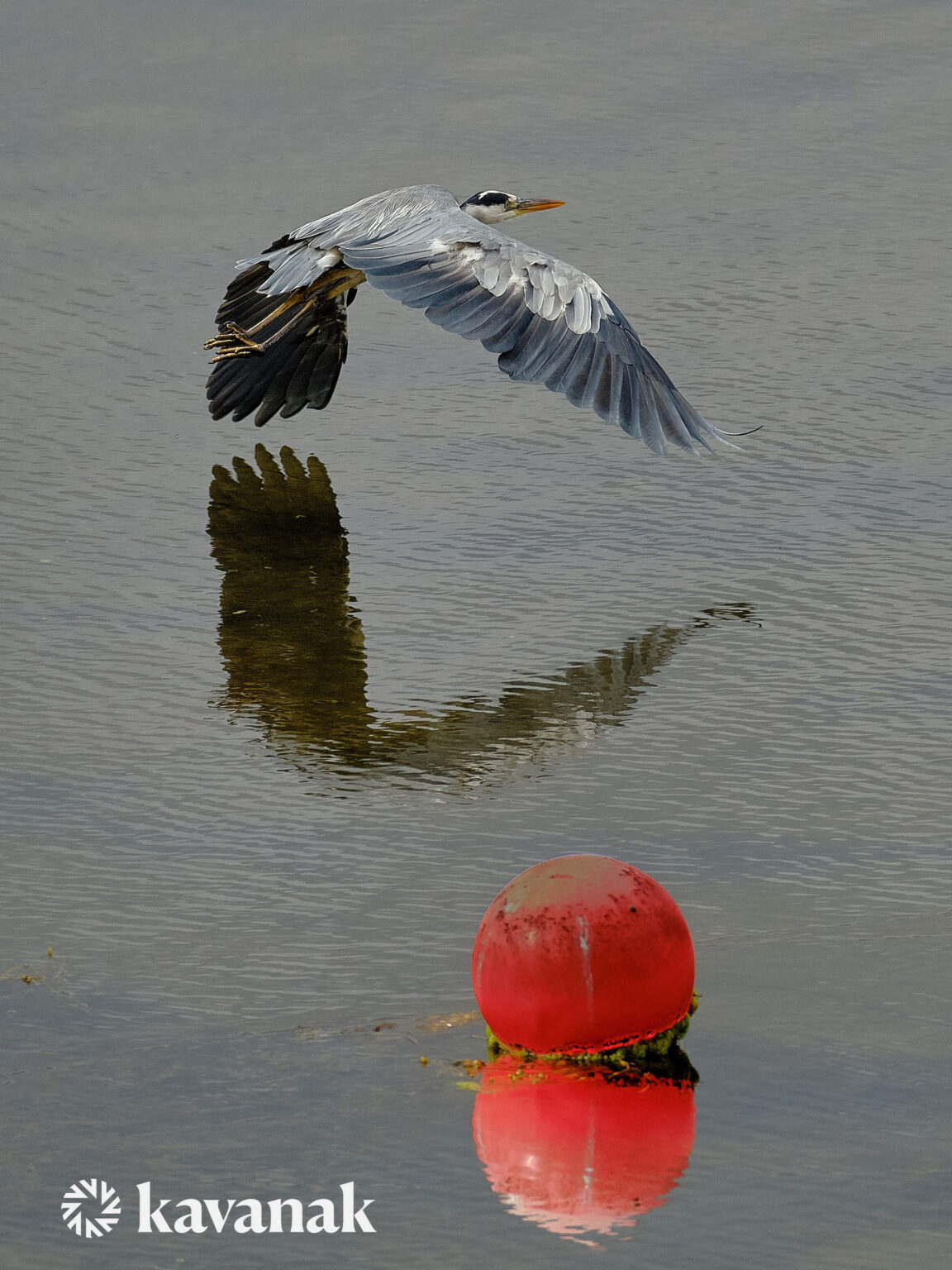 Heron just coming in to land , Sheildaig, Gairloch, Scotland, Highlands