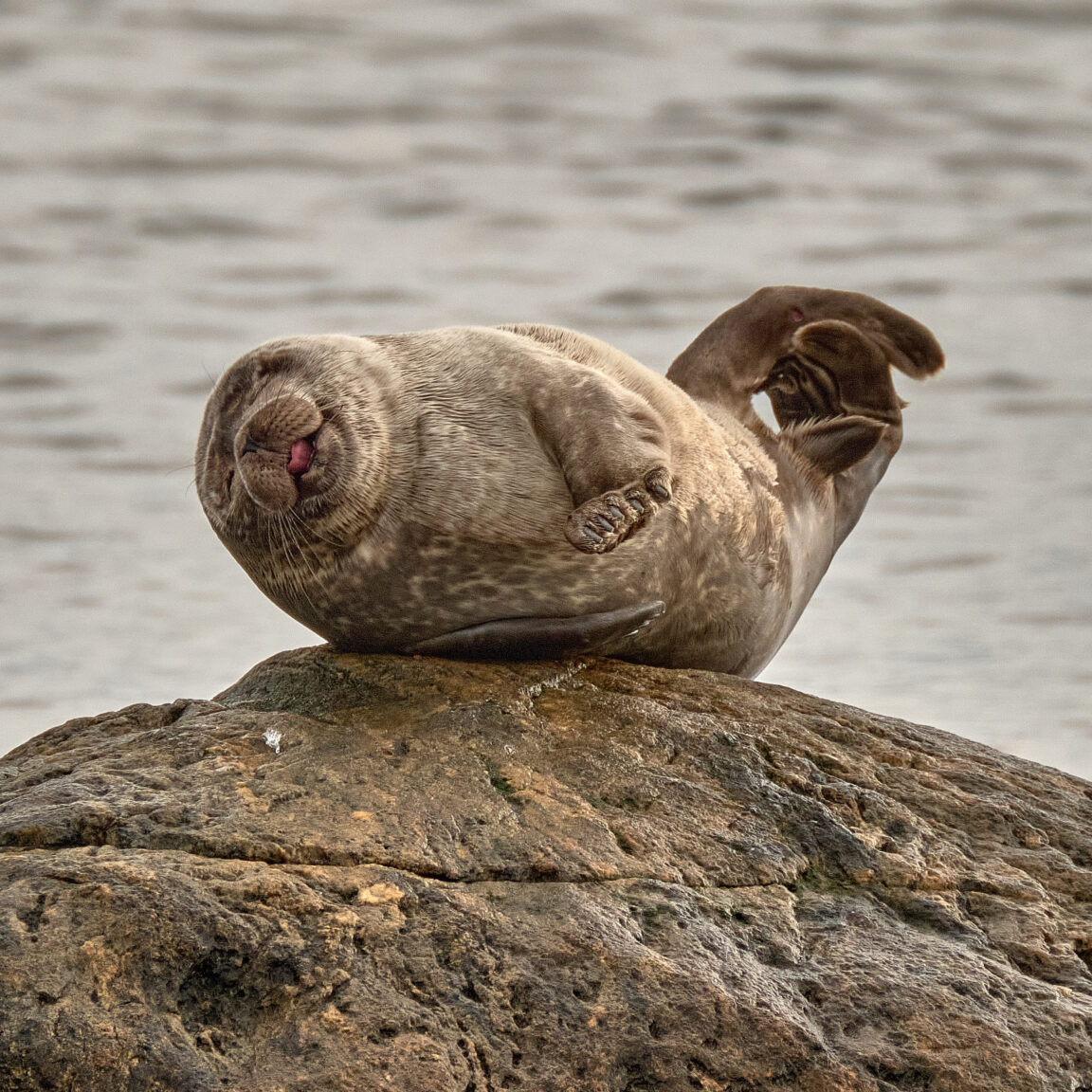 The Happy Seal