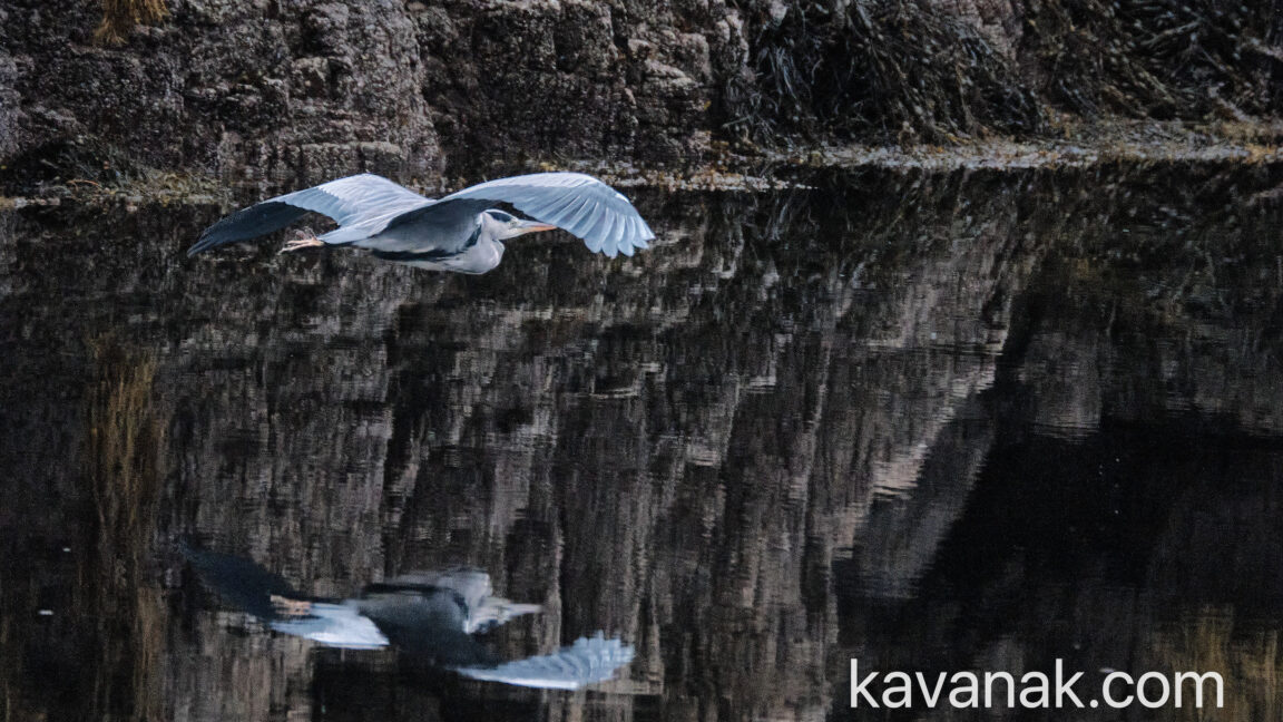 Heron Flying over Crystal Clear waters at Sheildaig Bay, Gairloch