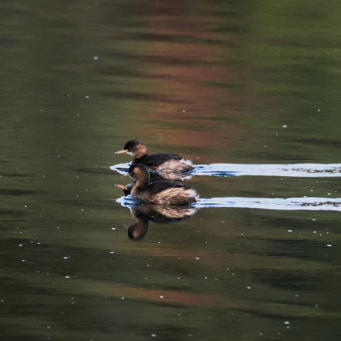 Grebe, Shieldaig Bay, Scotland