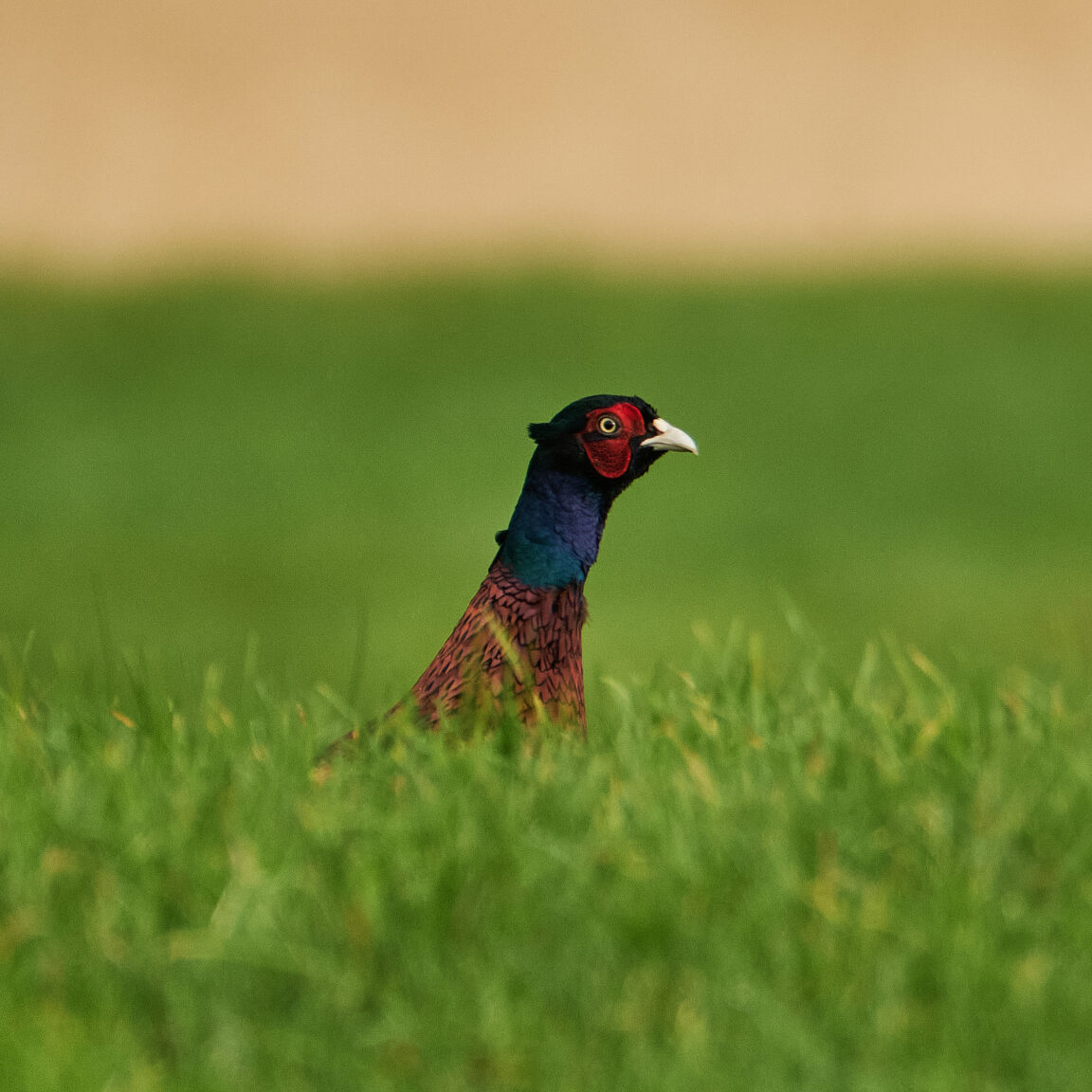 Pheasant bee a boo
