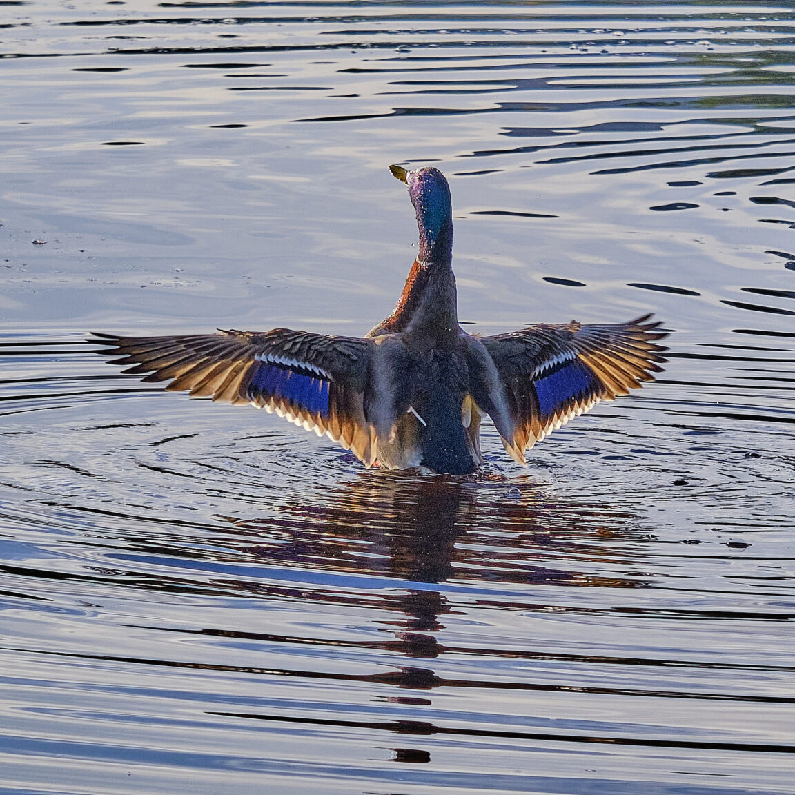 Golden Wings - Mallard, Scotland