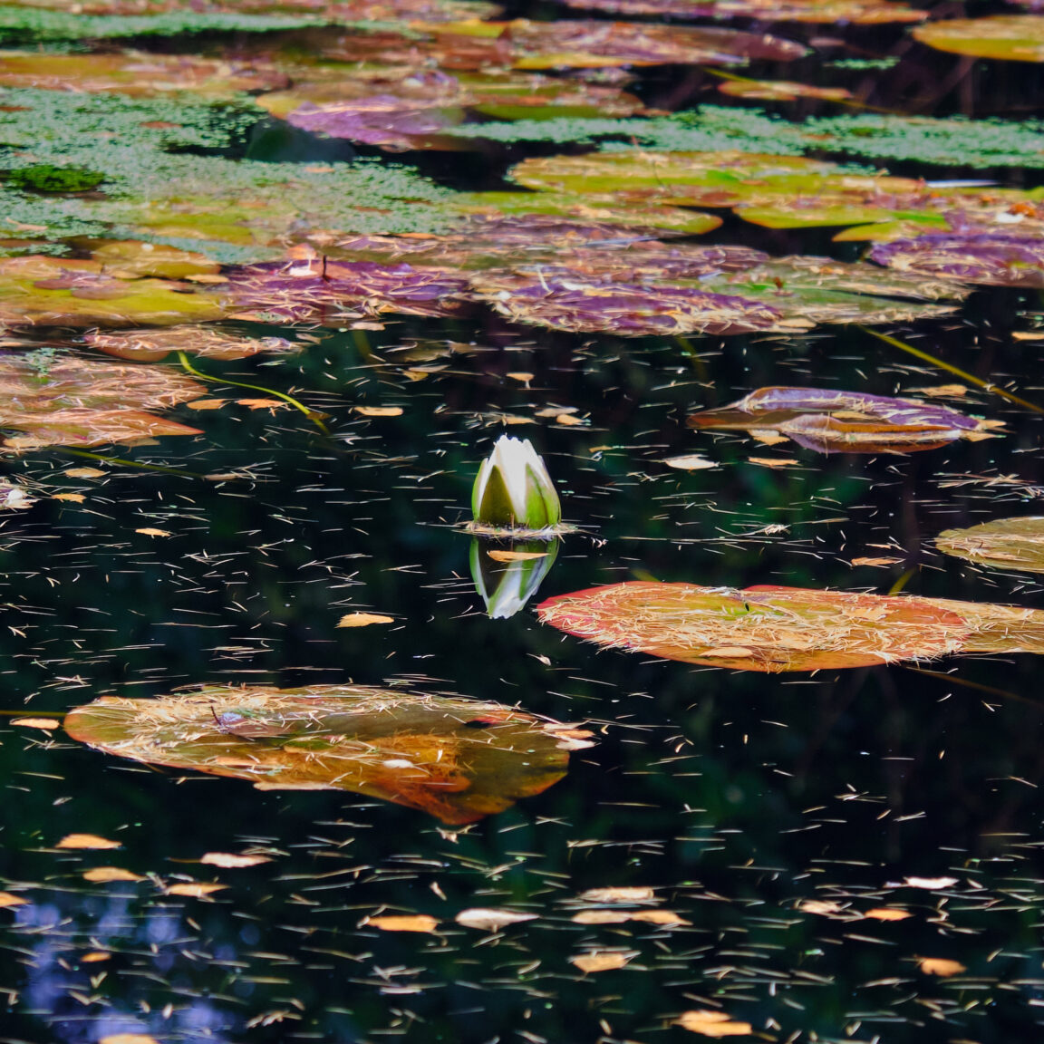 Monet Style Lily Pond at Inverewe Gardens,