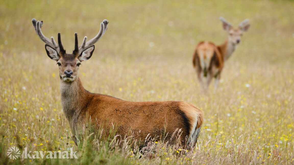 Stag and Doe, Scotland, NC500, Wildlife