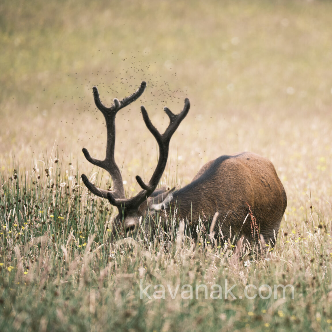 Stag