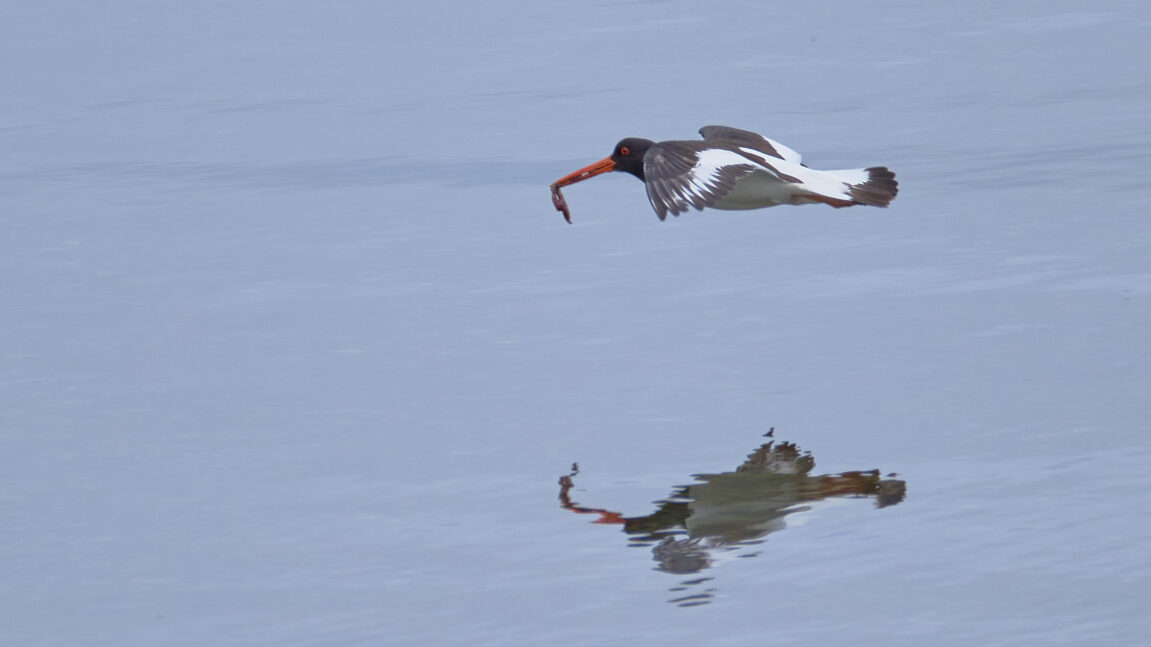 Oyster Catcher with prey