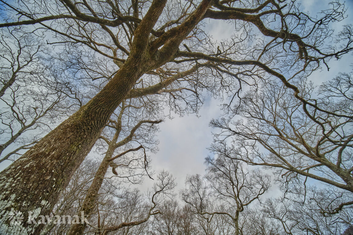 The joy of Trees