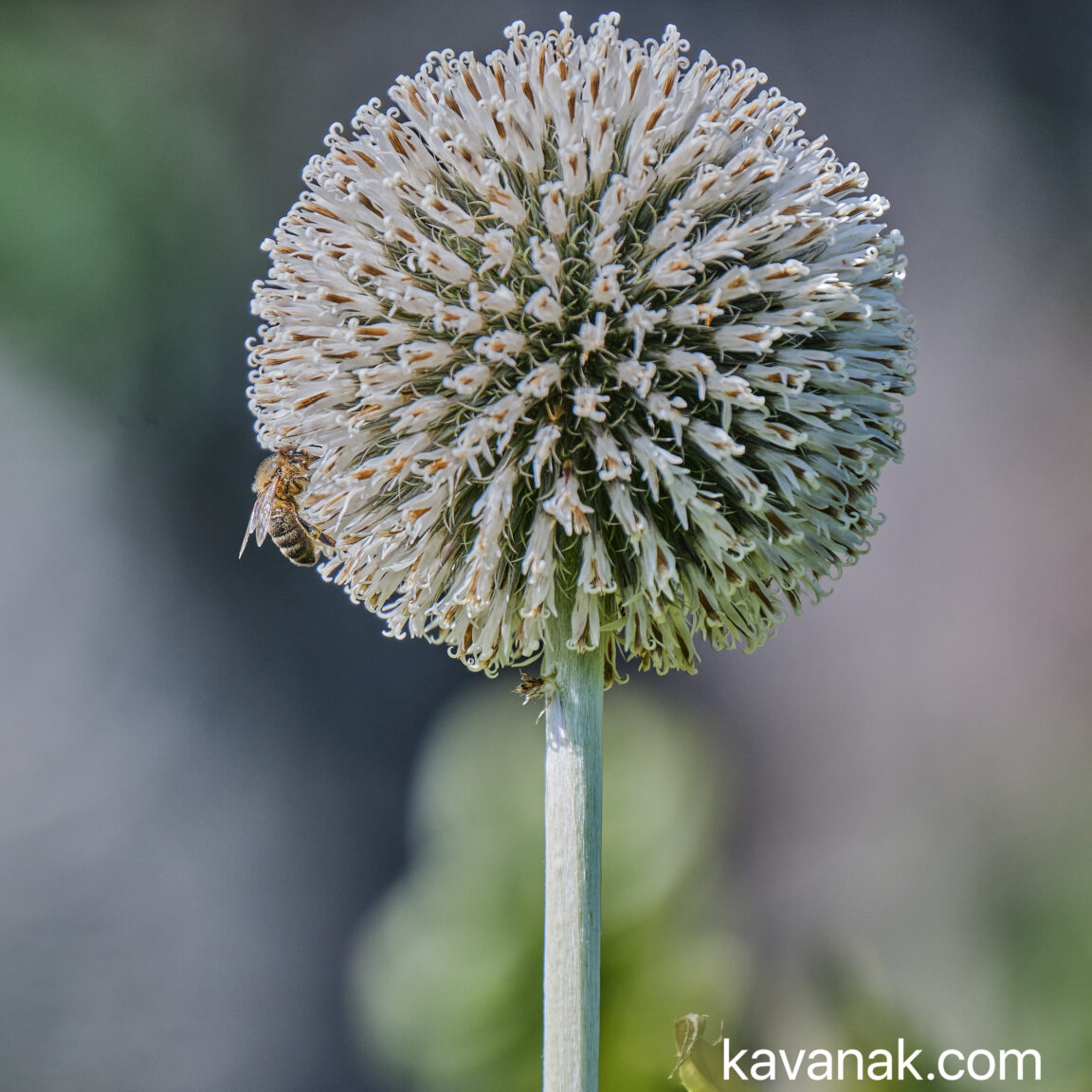Bee on Allium