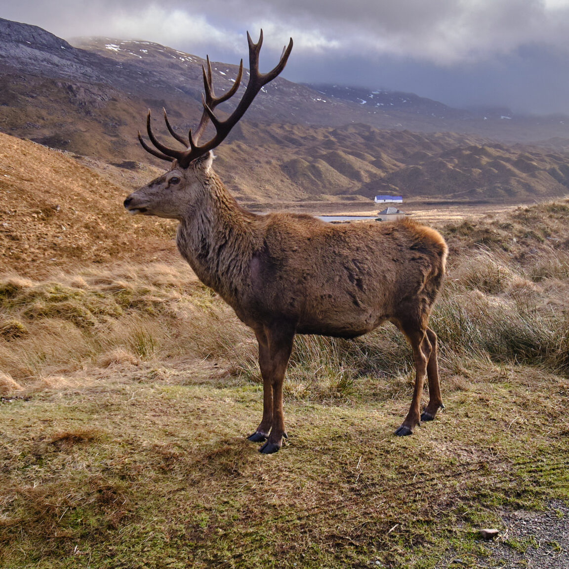 Stag, Ling Cottage at Torridon