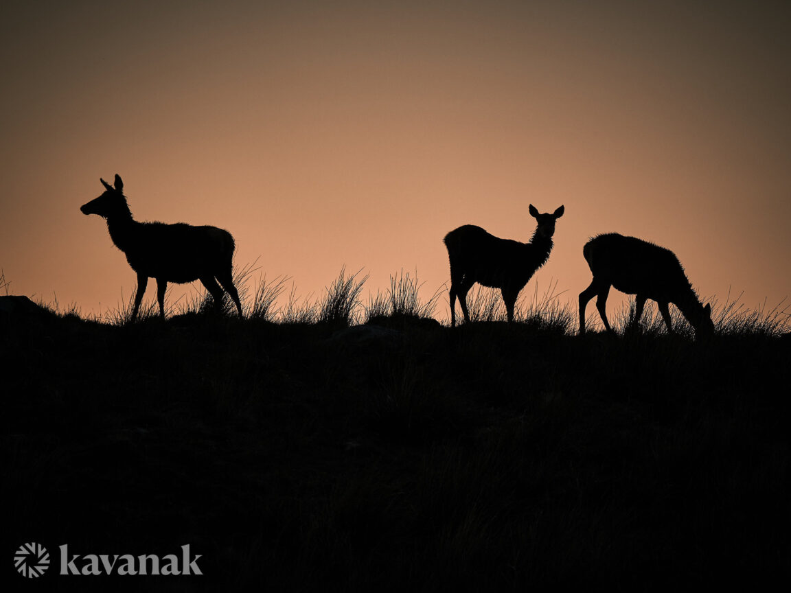 Deer Silhouette at Sunset