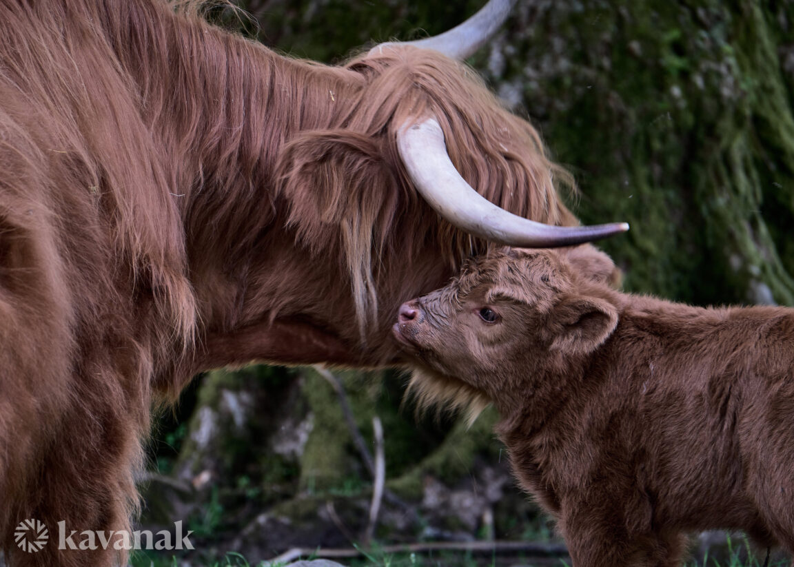 Highland Cow and Calf, Torridon , Scotland